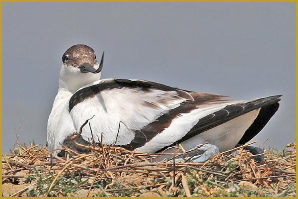 Photo d'une Avocette élégante avec son long bec fin et noir, recourbé vers le haut ''Recurvirostra avosetta'', elle couve ses oeufs, sur l'îlot d'un étang, dans la Réserve Ornithologique du Teich au printemps.