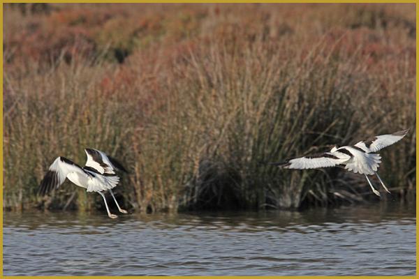 Photo de deux Avocettes élégantes en vol ''Recurvirostra avosetta'', au-dessus d'un étang du Parc Ornithologique du Pont de Gau, aux Saintes-Maries-de-la-Mer au mois de janvier, dans le Parc Naturel Régional de Camargue.