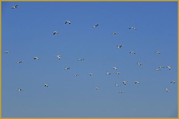 Photo d'un groupe d'Avocettes élégantes en vol ''Recurvirostra avosetta'', au-dessus de la Réserve Ornithologique du Teich au début du mois d'août, dans le Bassin d'Arcachon, au Sud-Ouest du département de la Gironde en région Nouvelle-Aquitaine.