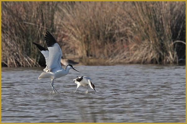 Photo de deux Avocettes élégantes dont une à l'atterrissage ''Recurvirostra avosetta'', dans un étang du Parc Ornithologique du Pont de Gau, aux Saintes-Maries-de-la-Mer, dans le département des Bouches-du-Rhône en région Provence-Alpes-Côte d'Azur.