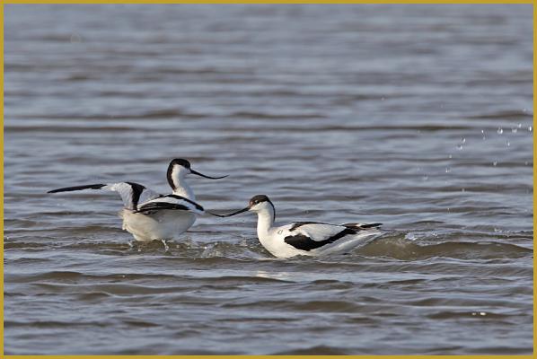 Photo d'un couple d'Avocette élégantes ''Recurvirostra avosetta'', dans un étang du Parc Ornithologique du Pont de Gau, aux Saintes-Maries-de-la-Mer, dans les Bouches-du-Rhône au mois de janvier. Description du département des Bouches-du-Rhône.