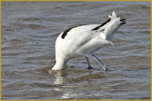 Photo d'une Avocette élégante la tête dans l'eau ''Recurvirostra avosetta'' à la recherche de nourriture, dans un étang de Camargue à la fin du mois de janvier; un limicole qui se nourrit principalement de petits invertébrés.