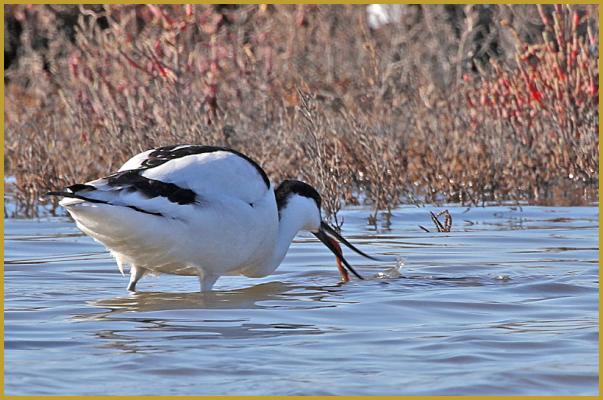 Photo d'une Avocette élégante avec sa proie dans le bec ''Recurvirostra avosetta'', un grand ver aquatique, dans un étang du Parc Ornithologique du Pont de Gau, en Camargue au début du mois de février.