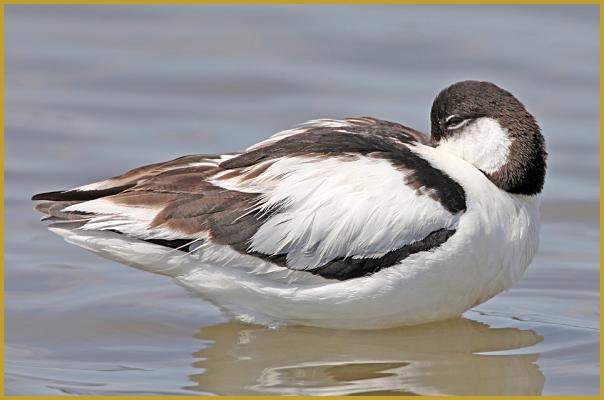 Photo d'une Avocette élégante au repos ''Recurvirostra avosetta'', dans un étang du Parc Ornithologique du Pont de Gau, en Camargue au début du mois de mai.