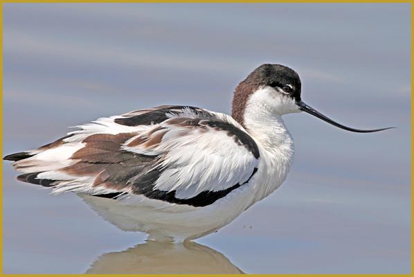 Photo d'une Avocette élégante ''Recurvirostra avosetta'', dans un étang de Camargue au début du mois de mai; un limicole qui se reconnaît facilement à son long bec recourbé vers le haut, ses grandes pattes et son plumage noir et blanc.