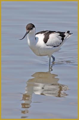 Photo d'une Avocette élégante ''Recurvirostra avosetta'', avec son reflet sur les eaux calme d'un étang, au coeur de la Camargue, dans le Parc Ornithologique du Pont de Gau, aux Saintes-Maries-de-la-Mer au début du mois de mai.
