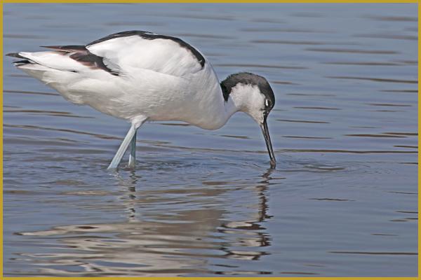 Photo d'une Avocette élégante le bec dans l'eau ''Recurvirostra avosetta'', à la recherche d'invertébrés dans un étang de Camargue, au coeur du Parc Ornithologique du Pont de Gau, aux Saintes-Maries-de-la-Mer au début du mois de février.