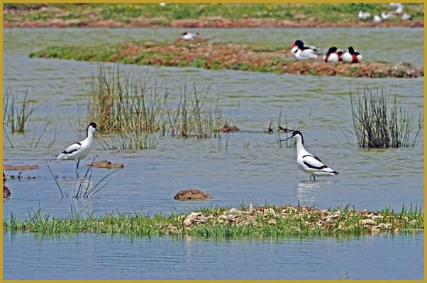 Photo d'un couple d'Avocettes élégantes ''Recurvirostra avosetta'' et des Tadornes de Belon ''Tadorna tadorna'', avec en fond, des Mouettes rieuses ''Chroicocephalus ridibundus'', dans la Réserve Ornithologique du Teich au mois de mai.