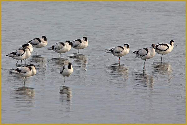 Photo d'un groupe d'Avocettes élégantes ''Recurvirostra avosetta'', dans la Réserve Ornithologique du Teich au début du mois d'octobre, sur le Bassin d'Arcachon; un espace naturel de 110 hectares aménagé pour accueillir les oiseaux sauvages.