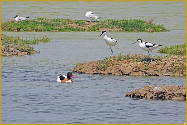 Photo d'un couple d'Avocettes élégantes ''Recurvirostra avosetta'', avec une Tadorne de Belon ''Tadorna tadorna'', et en fond, deux Mouettes rieuses ''Chroicocephalus ridibundus'', dans la Réserve Ornithologique du Teich au printemps.