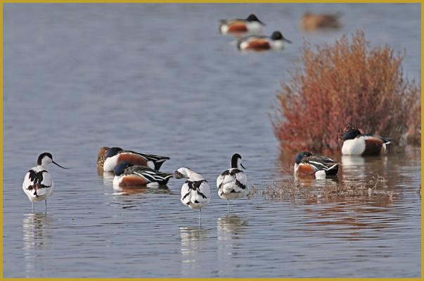 Photo d'Avocettes élégantes ''Recurvirostra avosetta'' et de Tadornes de Belon ''Tadorna tadorna'', dans un étang du Parc Ornithologique du Pont de Gau, aux Saintes-Maries-de-la-Mer au début du mois de janvier.
