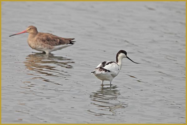 Photo d'une Avocette élégante ''Recurvirostra avosetta'' et d'une Barge à queue noire ''Limosa limosa'', dans un étang de la Réserve Ornithologique du Teich sur le Bassin d'Arcachon au mois d'octobre. Description de la Barge à queue noire.