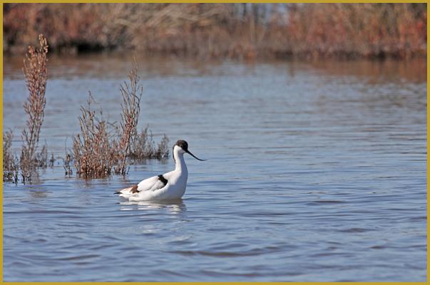 Photo d'une Avocette élégante en quête de nourriture ''Recurvirostra avosetta'', dans un étang du Parc Ornithologique du Pont de Gau au début du mois de février; un échassier limicole de la famille des Récurvirostridés.