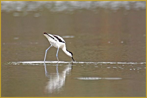 Photo d'une Avocette élégante le bec dans l'eau ''Recurvirostra avosetta'', au bord d'un étang alimenté par le canal Vieille, à Aigues-Mortes au début de l'été, à la pointe sud du département du Gard, en région Occitanie.