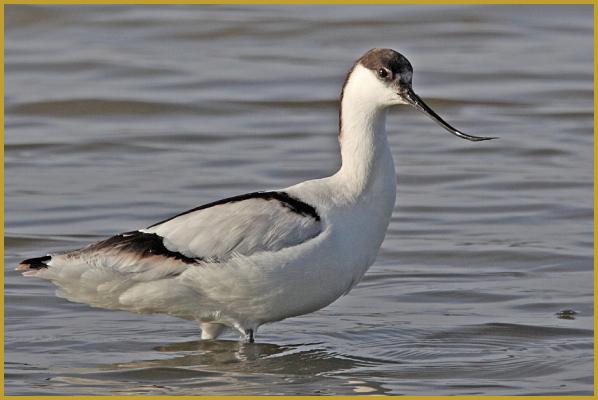 Photo d'une Avocette élégante au soleil couchant ''Recurvirostra avosetta'', sur un étang de Camargue, dans le Parc Ornithologique du Pont de Gau, aux Saintes-Maries-de-la-Mer à la fin du mois de janvier. Description de l'Avocette élégante.
