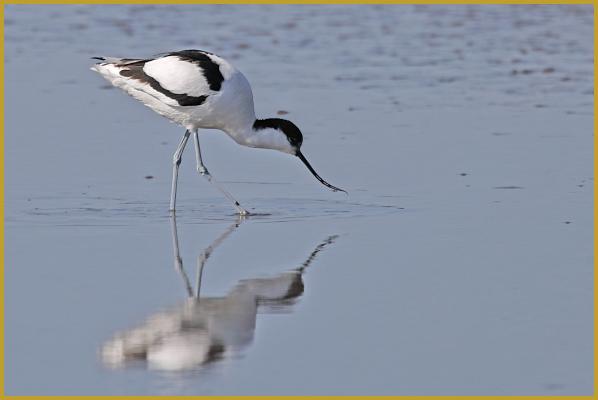 Photo d'une Avocette élégante ''Recurvirostra avosetta'', avec son reflet sur les eaux calme d'un étang, dans le Parc Ornithologique du Pont de Gau, aux Saintes-Maries-de-la-Mer à la fin du mois de février. Yves Noto Campanella photographe.