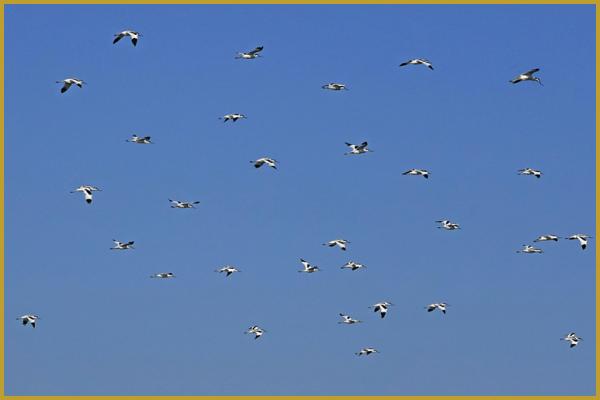 Photo d'un groupe d'Avocettes élégantes en vol ''Recurvirostra avosetta'', au-dessus de la Réserve Ornithologique du Teich au coeur de l'été, sur le Bassin d'Arcachon, un des hauts lieux naturel du littoral français.