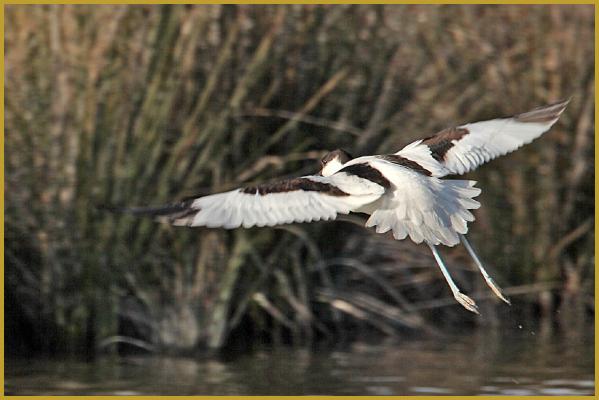 Photo d'une Avocettes élégantes en vol ''Recurvirostra avosetta'', au-dessus d'un étang de la Réserve Ornithologique du Teich au mois de janvier; avec une taille de 40 et 45 cm, son envergure peut atteindre 80 cm.