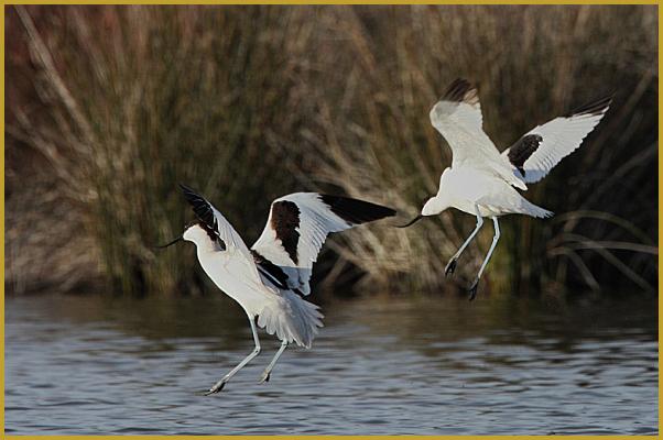 Photo de deux Avocettes élégantes en vol ''Recurvirostra avosetta'', au-dessus d'un étang, dans le Parc Ornithologique du Pont de Gau, aux Saintes-Maries-de-la-Mer au mois de janvier, au coeur du Parc Naturel Régional de Camargue.