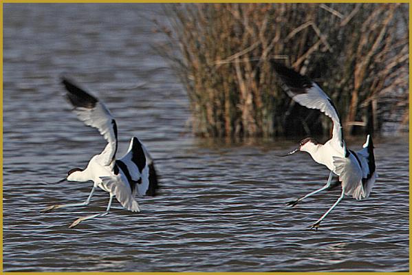 Photo de deux Avocettes élégantes en vol ''Recurvirostra avosetta'', ils se posent sur un étang du Parc Ornithologique du Pont de Gau, aux Saintes-Maries-de-la-Mer, dans le département des Bouches-du-Rhône en région Provence-Alpes-Côte d'Azur.