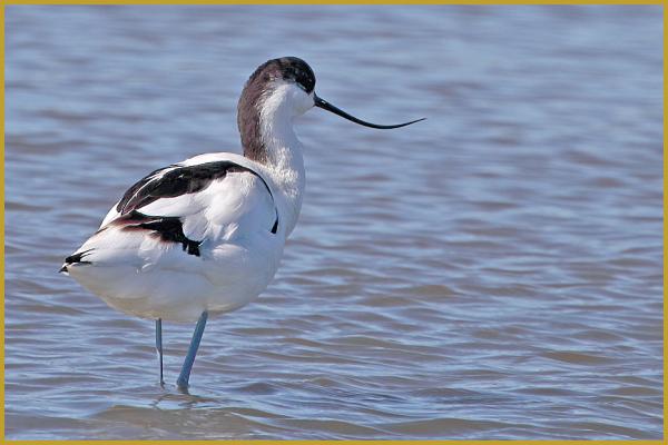 Photo d'une Avocette élégante dans un étang de Camargue ''Recurvirostra avosetta'', avec son plumage blanc et noir et son bec fin recourbé vers le haut, dans le Parc Ornithologique du Pont de Gau au mois de mars.