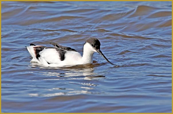 Photo d'une Avocette élégante qui nage sur un étang battu par le vent ''Recurvirostra avosetta'', dans le Parc Ornithologique du Pont de Gau au mois de février; un espace naturel de 60 hectares aménagé pour accueillir les oiseaux sauvages.
