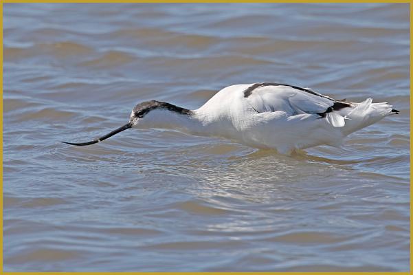 Photo d'une Avocette élégante le corps tendu ''Recurvirostra avosetta'', à la recherche d'invertébrés dans un étang de Camargue, au coeur du Parc Ornithologique du Pont de Gau, aux Saintes-Maries-de-la-Mer au début du mois de mars.