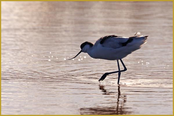 Photo d'une Avocette élégante au soleil couchant ''Recurvirostra avosetta'', dans un étang de Camargue au mois de janvier; un limicole facilement reconnaissable à son long bec recourbé vers le haut, ses grandes pattes et son plumage noir et blanc.