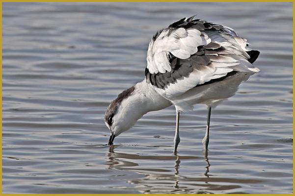 Photo d'une Avocette élégante le bec dans l'eau ''Recurvirostra avosetta'', à la recherche de nourriture, dans un étang de Camargue à la fin du mois d'octobre; un limicole qui se nourrit principalement de petits invertébrés.