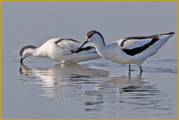 Photo de deux Avocettes élégantes à la recherche d'invertébrés ''Recurvirostra avosetta'', dans un étang du Parc Ornithologique du Pont de Gau, aux Saintes-Maries-de-la-Mer à la fin du mois de février.