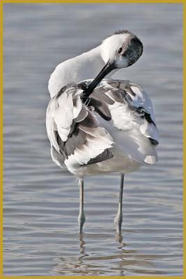 Photo d'une Avocette élégante en plein toilettage de ses plumes ''Recurvirostra avosetta'', au bord d'un étang peu profond du Parc Ornithologique du Pont de Gau, aux Saintes-Maries-de-la-Mer à la fin du mois d'octobre.