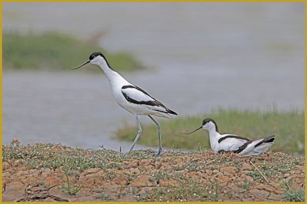Photo d'un couple d'Avocettes élégantes en pleine nidification ''Recurvirostra avosetta'', sur l'îlot d'un étang de la Réserve Ornithologique du Teich au mois de mai; les 3 à 4 oeufs sont couvés alternativement par les deux parents.