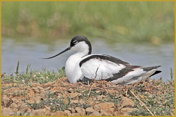 Photo d'une Avocette élégante qui couve ses oeufs ''Recurvirostra avosetta'', sur un îlot, dans un étang de la Réserve Ornithologique du Teich au mois de mai; un espace naturel de 110 hectares aménagé pour accueillir les oiseaux sauvages.
