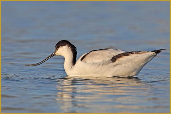 Photo d'une Avocette élégante avec sa proie dans le bec ''Recurvirostra avosetta'', dans un étang du Parc Ornithologique du Pont de Gau au soleil couchant, aux Saintes-Maries-de-la-Mer à la fin du mois de février.
