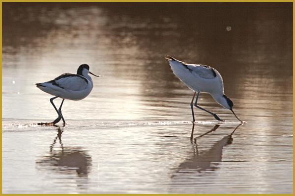 Photo à contre-jour de deux Avocettes élégantes au soleil couchant ''Recurvirostra avosetta'', dans un marais du Parc Ornithologique du Pont de Gau, aux Saintes-Maries-de-la-Mer à la fin du mois de janvier.
