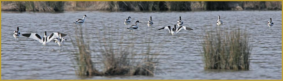 Photo panoramique d'un groupe d'Avocettes élégantes ''Recurvirostra avosetta'', sur un étang du Parc Ornithologique du Pont de Gau, aux Saintes-Maries-de-la-Mer, dans le département des Bouches-du-Rhône en région Provence-Alpes-Côte d'Azur.