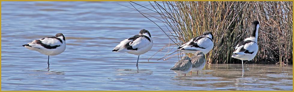 Photo panoramique de quatre Avocettes élégantes ''Recurvirostra avosetta'', avec deux Chevaliers gambettes ''Tringa totanus'', au bord d'un étang du Parc Ornithologique du Pont de Gau, aux Saintes-Maries-de-la-Mer au début du mois de juin.