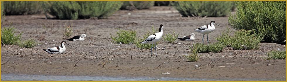 Photo panoramique de cinq Avocettes élégantes au repos ''Recurvirostra avosetta'', sur la berge d'un étang, dans le Parc Ornithologique du Pont de Gau, aux Saintes-Maries-de-la-Mer au mois de juillet.