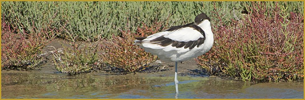 Photo panoramique d'une Avocette élégante au repos ''Recurvirostra avosetta'', sur la berge d'un étang bordé de salicornes, dans le Parc Ornithologique du Pont de Gau au début du mois d'août, au coeur du Parc Naturel Régional de Camargue.