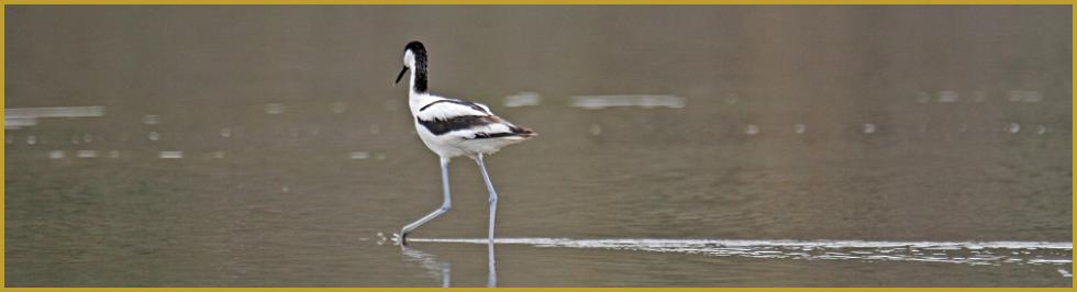 Photo panoramique d'une Avocette élégante à la recherche de nourriture ''Recurvirostra avosetta'', dans un étang de la Camargue Gardoise, à Aigues-Mortes au mois de juin, au sud du département du Gard, en région Occitanie.
