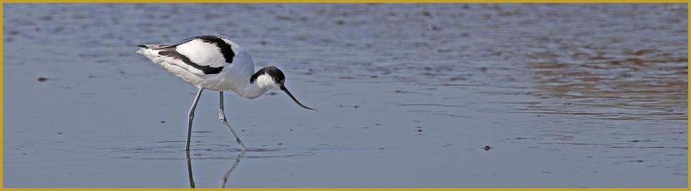 Photo panoramique d'une Avocette élégante ''Recurvirostra avosetta''; un échassier limicole de la famille des Récurvirostridés qui se rencontre dans les lacs peu profonds, les zones inondables, les vasières et les marais salants.