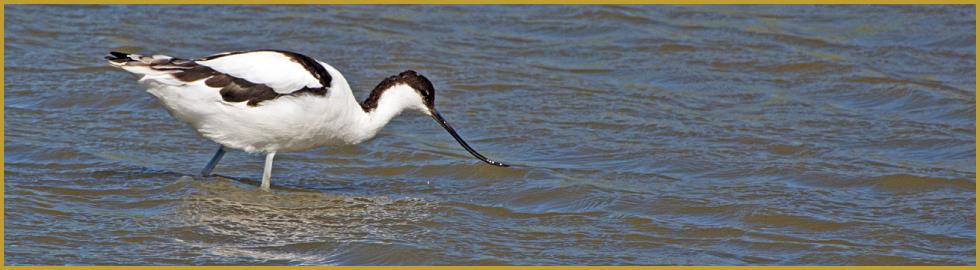 Photo panoramique d'une Avocette élégante dans un étang de Camargue ''Recurvirostra avosetta'', avec son plumage blanc et noir et son bec fin recourbé vers le haut, dans le Parc Ornithologique du Pont de Gau au début du mois d'août.