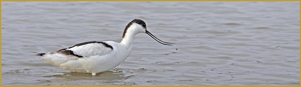 Photo panoramique d'une Avocette élégante en chasse ''Recurvirostra avosetta'', avec un petit invertébré dans le bec, dans un étang du Parc Ornithologique du Pont de Gau, en Camargue à la fin du mois de janvier.
