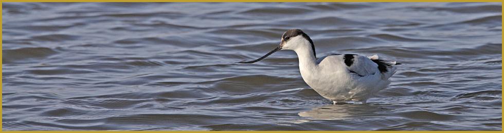 Photo panoramique d'une Avocette élégante ''Recurvirostra avosetta'' dans un étang de Camargue à la fin du mois de janvier; un limicole qui se reconnaît facilement à son long bec recourbé vers le haut, ses grandes pattes et son plumage noir et blanc.