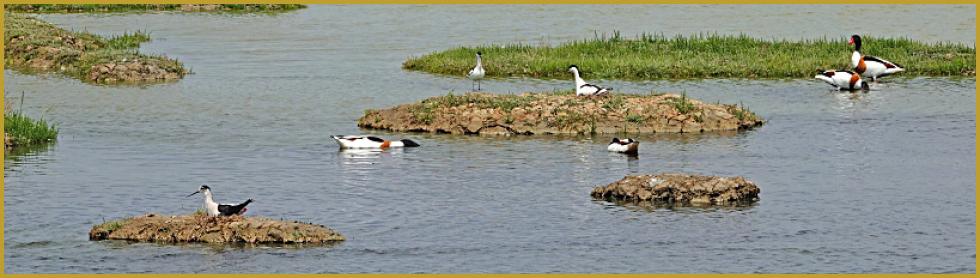 Photo panoramique d'une Échasse blanche ''Himantopus himantopus'' et d'une Avocette élégante ''Recurvirostra avosetta'' au nid, avec des Tadornes de Belon ''Tadorna tadorna'', dans la Réserve Ornithologique du Teich au mois de mai.