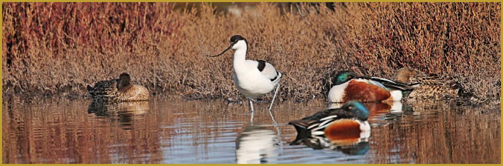 Photo panoramique d'un canard colvert ''Anas platyrhynchos'', d'une Avocette élégante ''Recurvirostra avosetta'' et de deux Tadornes de Belon ''Tadorna tadorna'', en Camargue à la fin du mois de janvier. Description de la Tadorne de Belon.