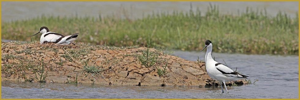 Photo panoramique d'un couple d'Avocettes élégantes nicheuses ''Recurvirostra avosetta'', sur l'îlot d'un étang, au coeur de la Réserve Ornithologique du Teich au mois de mai, sur le Bassin d'Arcachon, dans le département de la Gironde.