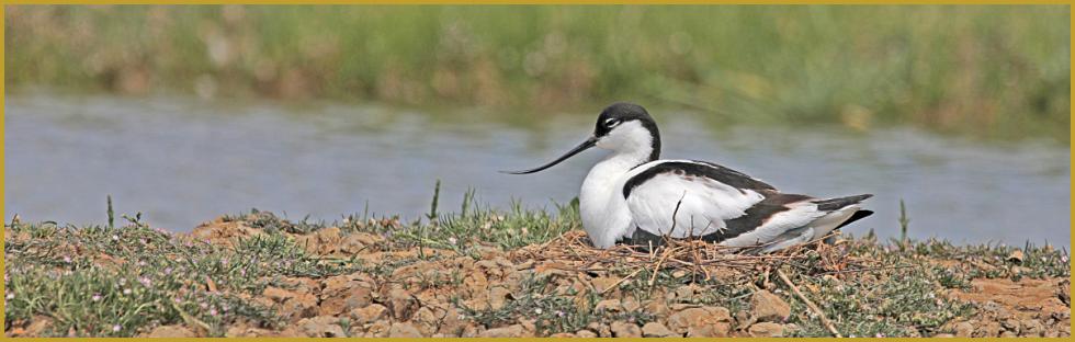 Photo d'une Avocette élégante qui couve ses oeufs ''Recurvirostra avosetta'', sur un îlot, dans un étang de la Réserve Ornithologique du Teich au printemps; les 3 à 4 oeufs sont couvés alternativement par les deux parents.