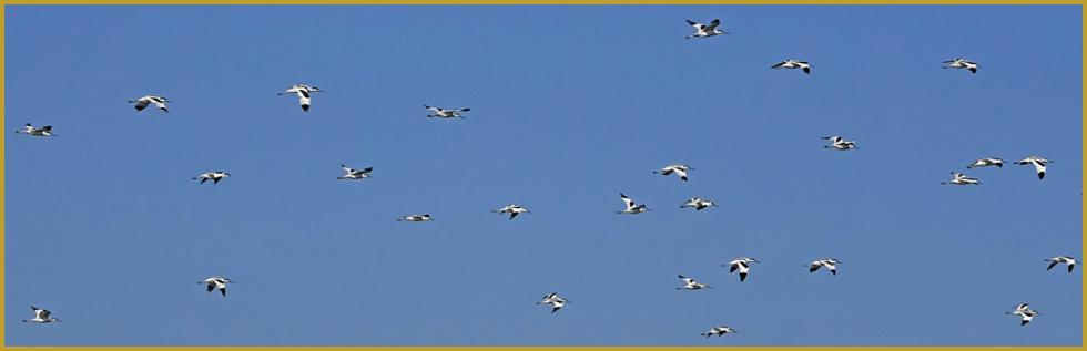 Photo panoramique d'un groupe d'Avocettes élégantes en vol ''Recurvirostra avosetta'', au-dessus de la Réserve Ornithologique du Teich, sur le Bassin d'Arcachon, au Sud-Ouest du département de la Gironde en région Nouvelle-Aquitaine.