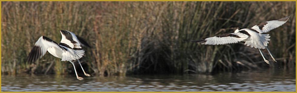 Photo panoramique de deux Avocettes élégantes en vol ''Recurvirostra avosetta'', au-dessus d'un étang du Parc Ornithologique du Pont de Gau, aux Saintes-Maries-de-la-Mer au mois de janvier, au coeur du Parc Naturel Régional de Camargue.